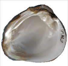 Pleurobema taitianum