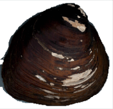 Pleurobema taitianum