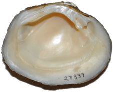Pleuronaia barnesiana