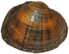 Pleuronaia barnesiana