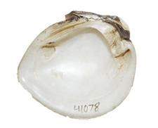 Pleuronaia dolabelloides