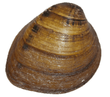 Pleuronaia dolabelloides