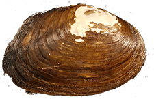 Pleuronaia gibbera