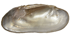 Popenaias popeii