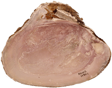 Potamilus alatus female inner