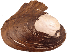 Potamilus alatus female outer