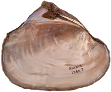Potamilus alatus male inner 
