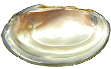 Potamilus amphichaenus