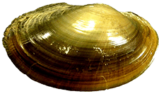 Potamilus amphichaenus