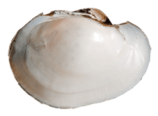 Potamilus capax