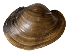 Potamilus capax