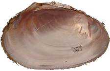 Potamilus fragilis female inner