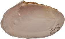 Potamilus fragilis male inner 