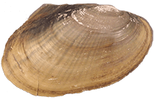 Potamilus fragilis male outer