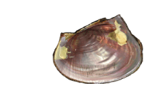 Potamilus inflatus female inner
