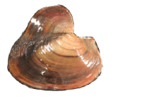 Potamilus inflatus female outer
