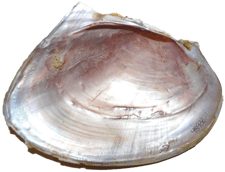 Potamilus inflatus male inner 