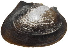 Potamilus inflatus male outer