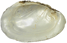 Potamilus metnecktayi female inner