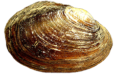 Potamilus metnecktayi female outer