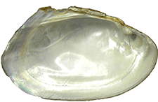 Potamilus metnecktayi male inner 