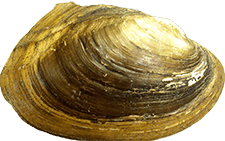 Potamilus metnecktayi male outer