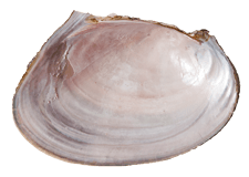 Potamilus ohiensis