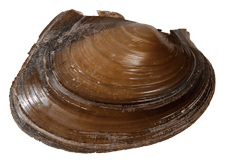 Potamilus ohiensis