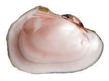 Potamilus purpuratus female inner