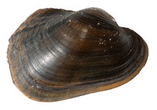 Potamilus purpuratus female outer
