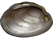 Potamilus purpuratus male inner 