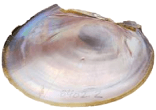 Potamilus streckersoni