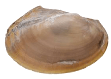 Potamilus streckersoni