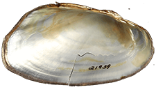 Pseudodontoideus connasaugaensis
