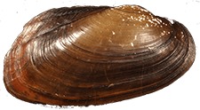 Pseudodontoideus connasaugaensis