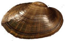 Pseudodontoideus subvexus
