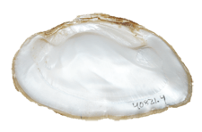 Ptychobranchus fasciolaris