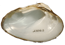 Ptychobranchus foremanianus