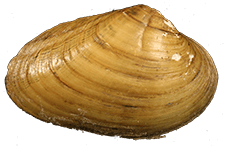 Ptychobranchus foremanianus