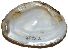 Ptychobranchus greenii