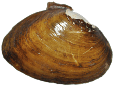 Ptychobranchus greenii