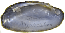 Ptychobranchus jonesi