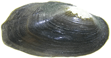 Ptychobranchus jonesi