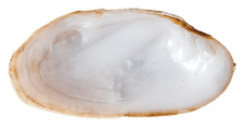 Ptychobranchus occidentalis
