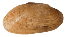 Ptychobranchus occidentalis