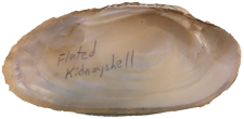 Ptychobranchus subtentus