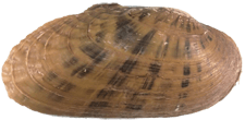 Ptychobranchus subtentus