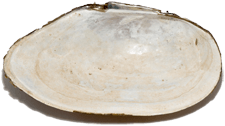 Pyganodon cataracta