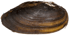 Pyganodon cataracta