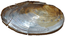 Pyganodon fragilis